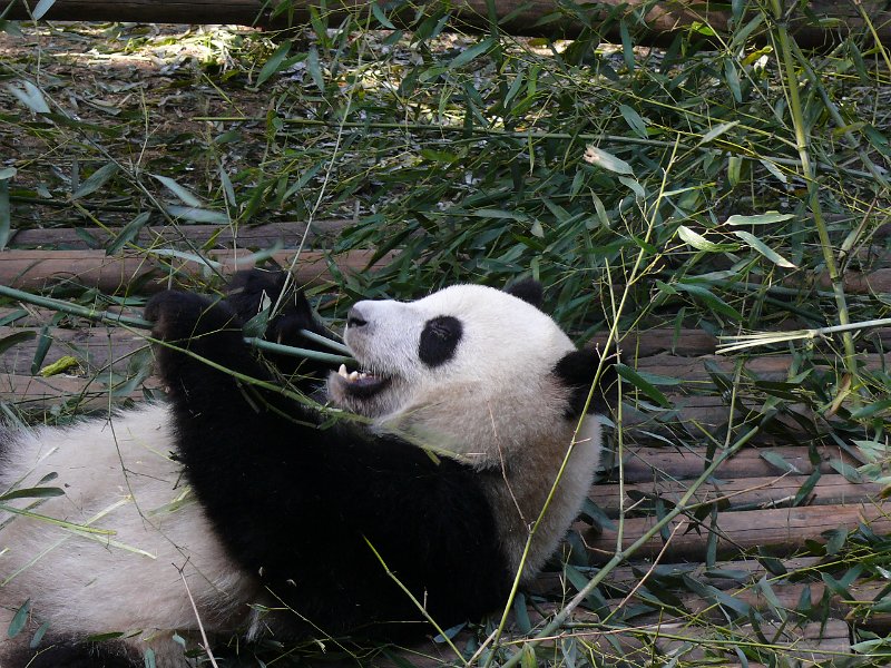 Pandas (040).jpg